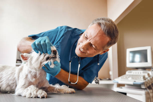 Best Tooth Infection Emergency Dentist  in Leetsdale, PA